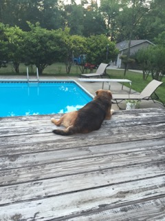 Rascal the Beagle sitting by a pool