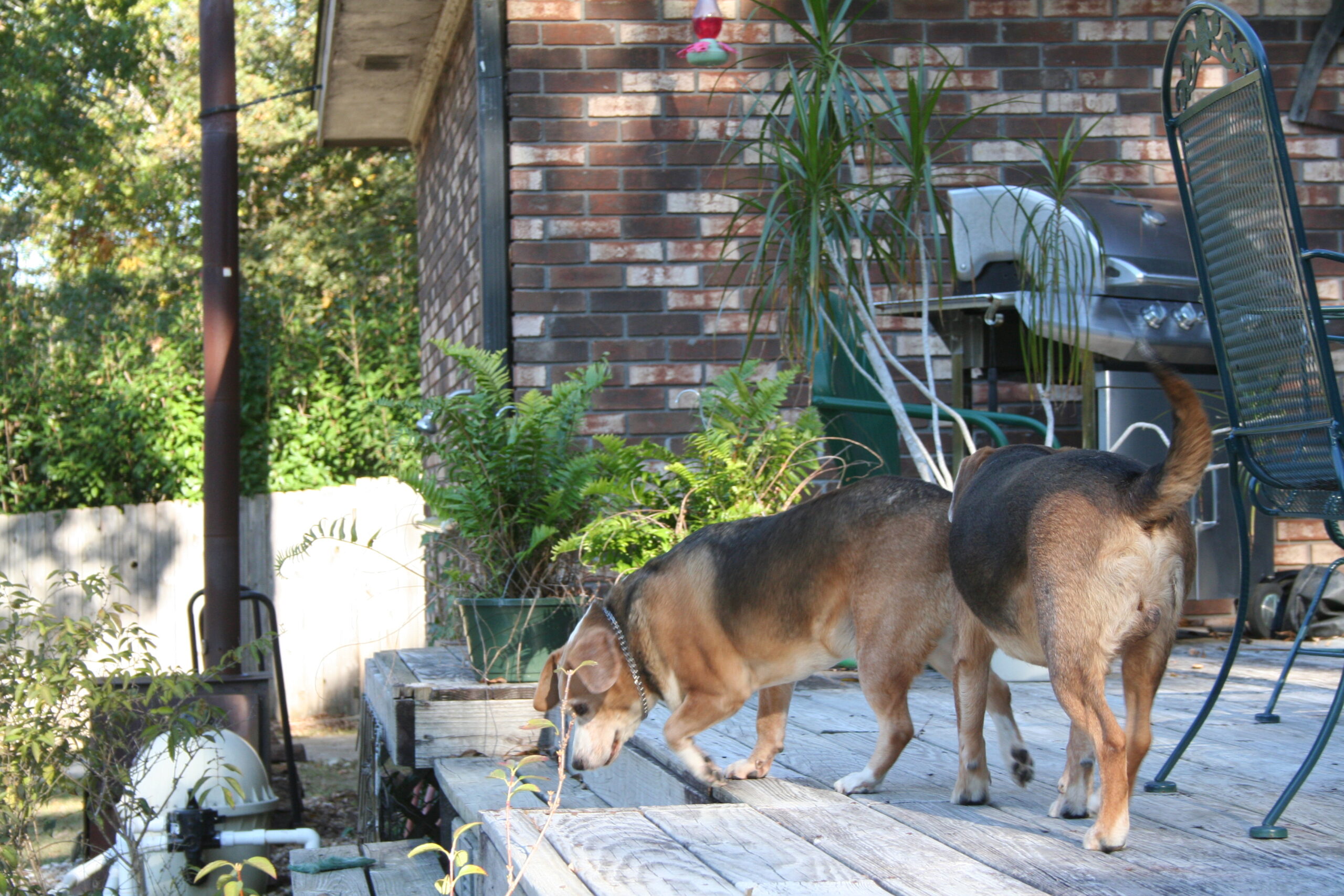 Image of Two Beagles