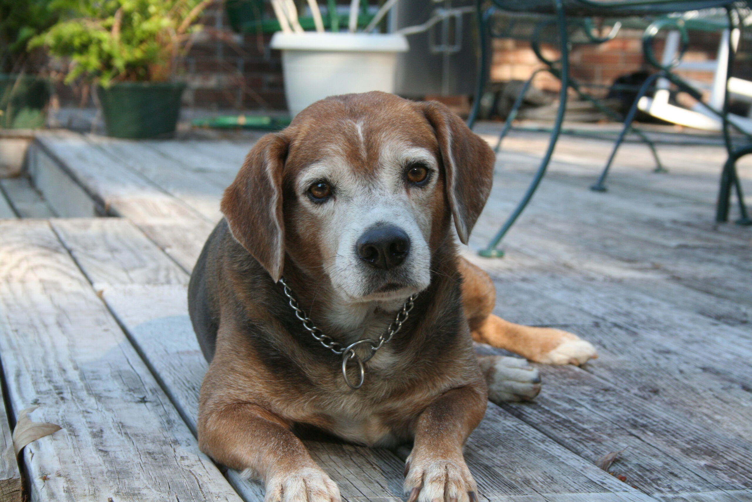 Image of Rascal the Beagle