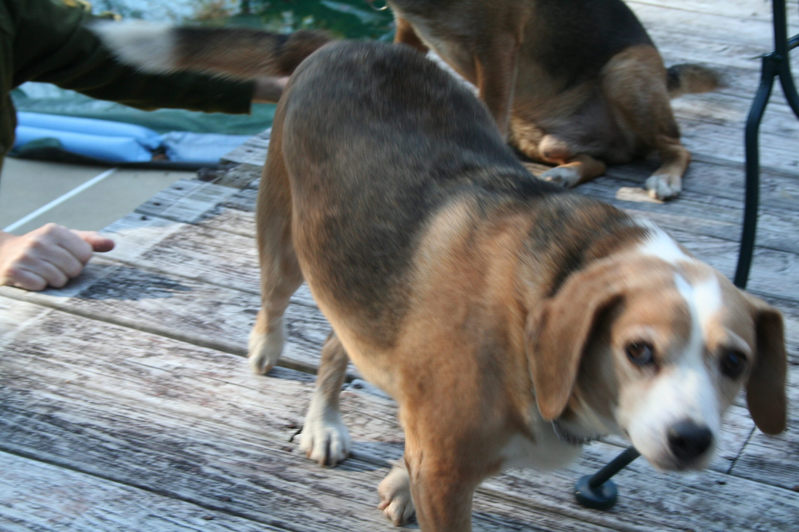 Image of Sister the Beagle staring at the camera